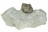 Partially Enrolled Flexicalymene Trilobite - Ohio #211570-2